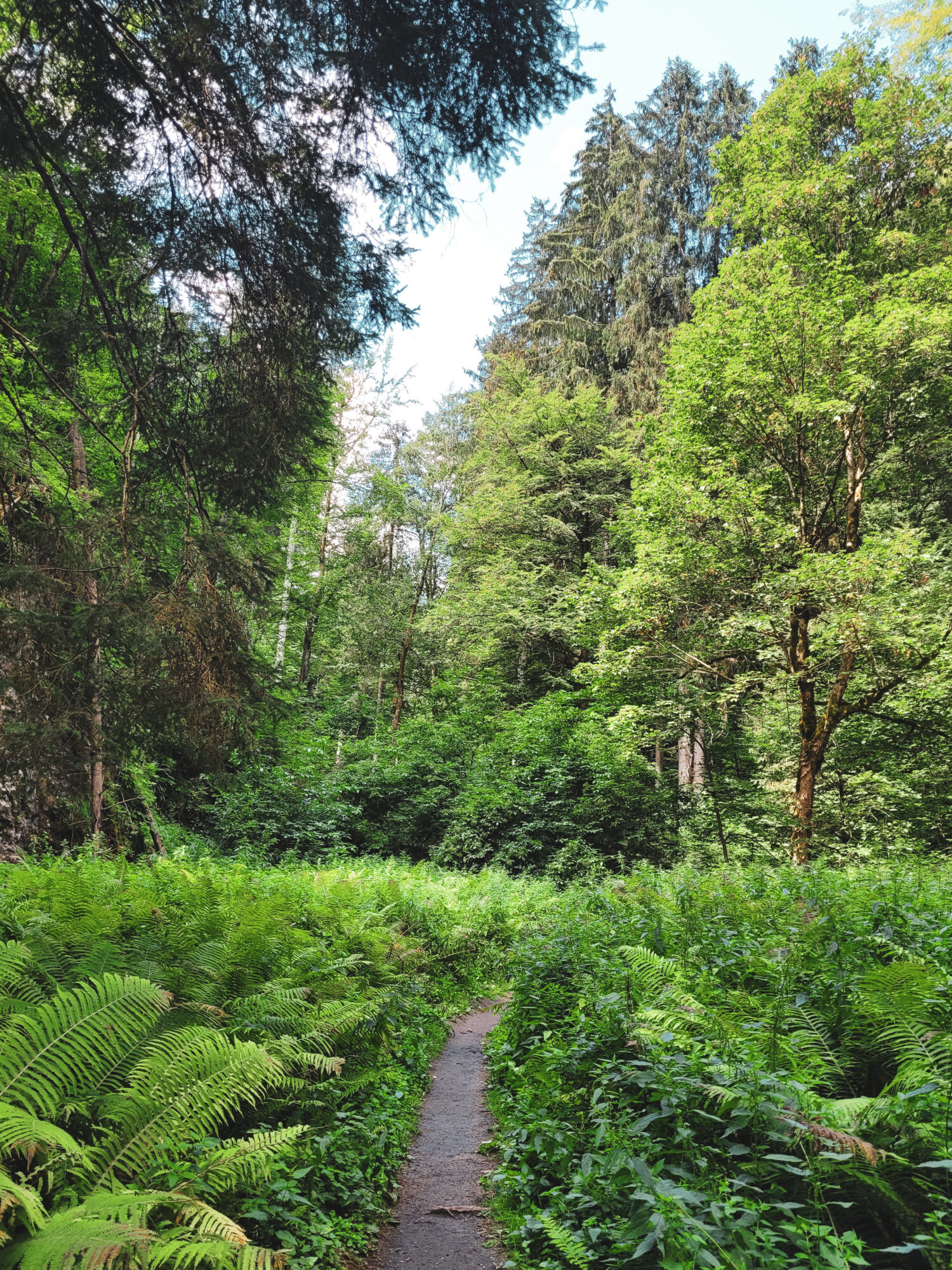 Jardin secret dans les gorges de Pokljuka, Slovénie