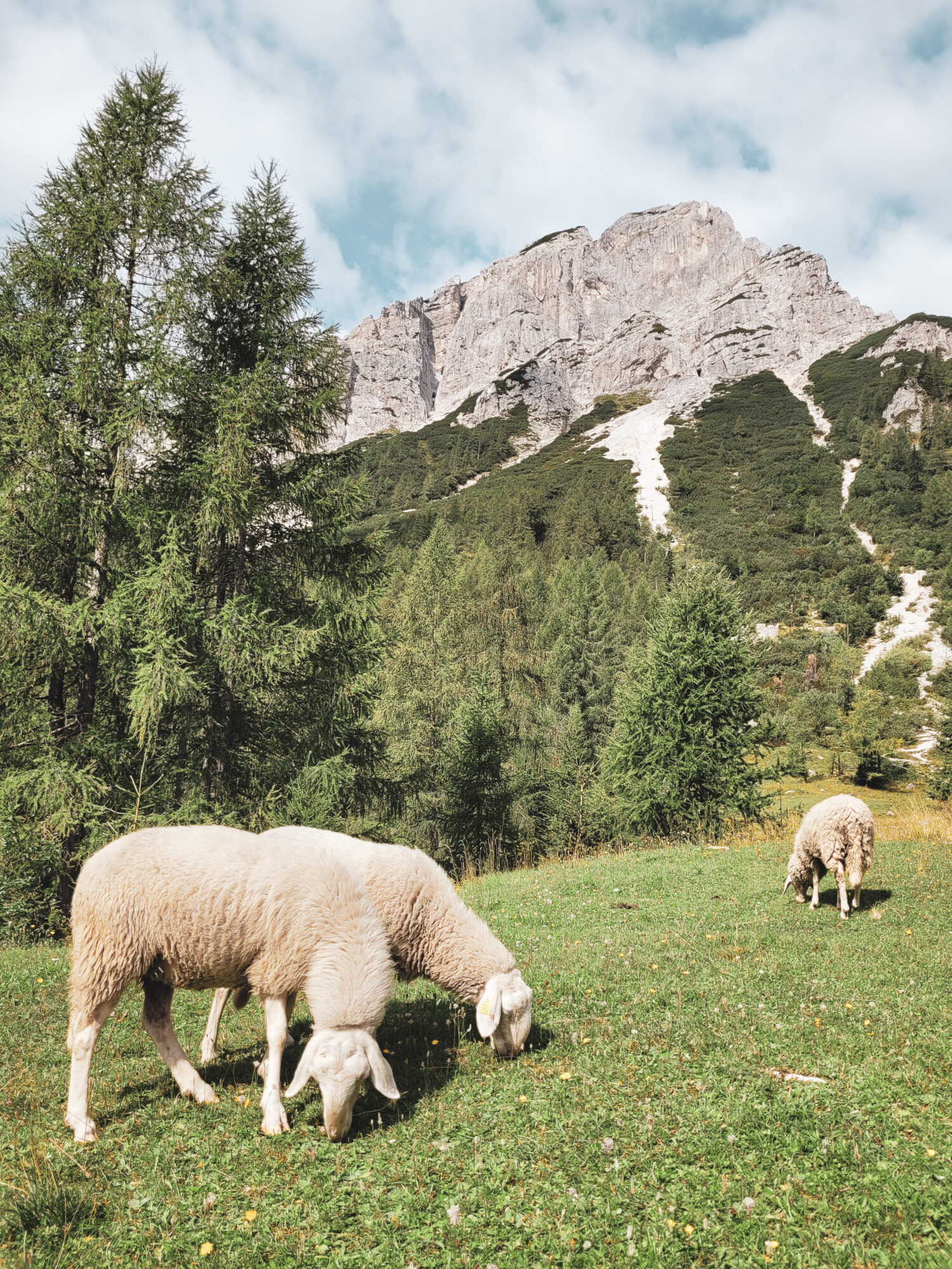 Des moutons le long de la route panoramique vers le col de Vrsic, Slovénie