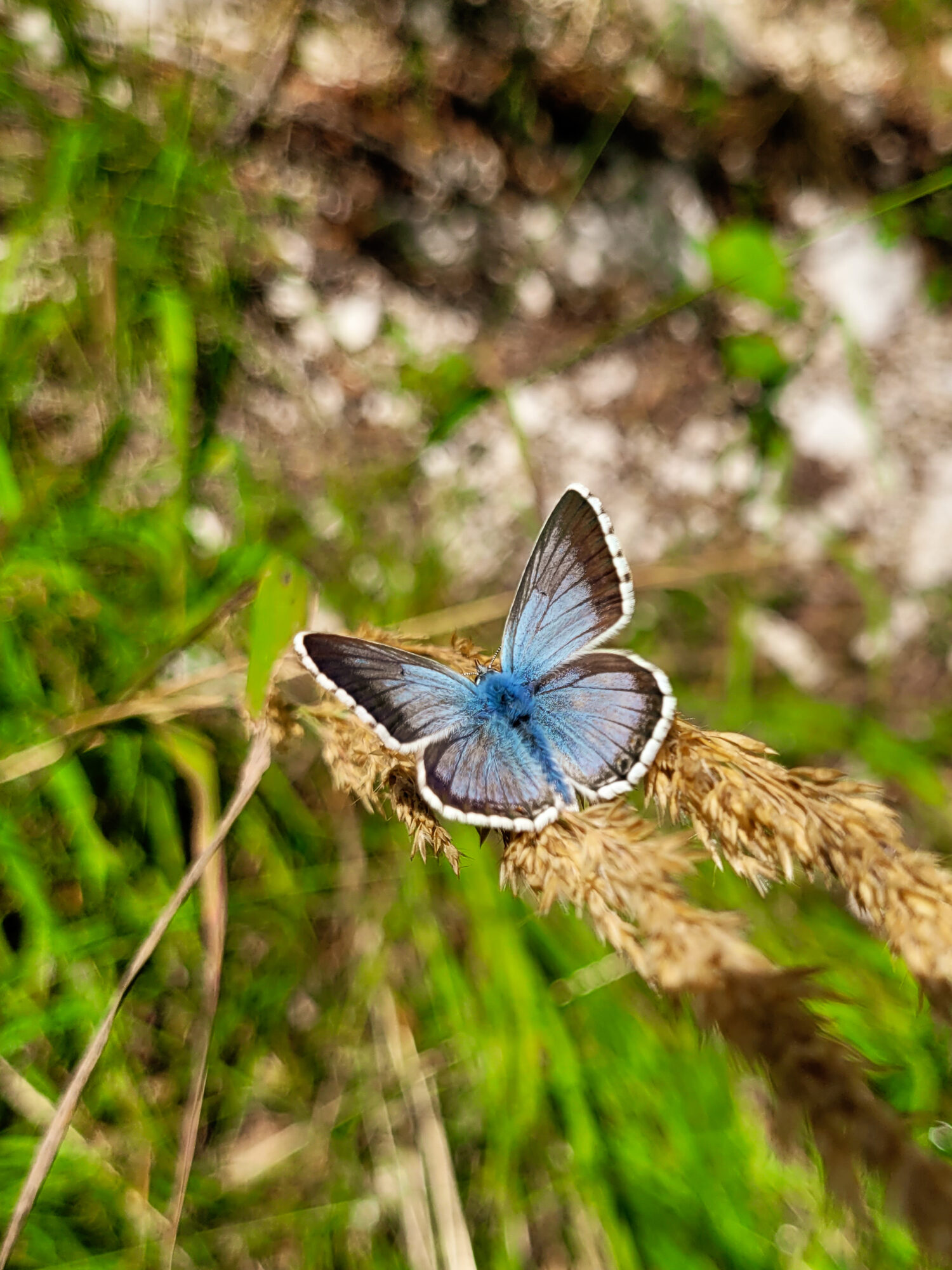 Un papillon bleu posé sur un brin d'harbe dans la vallée de Zadnjica, Slovénie