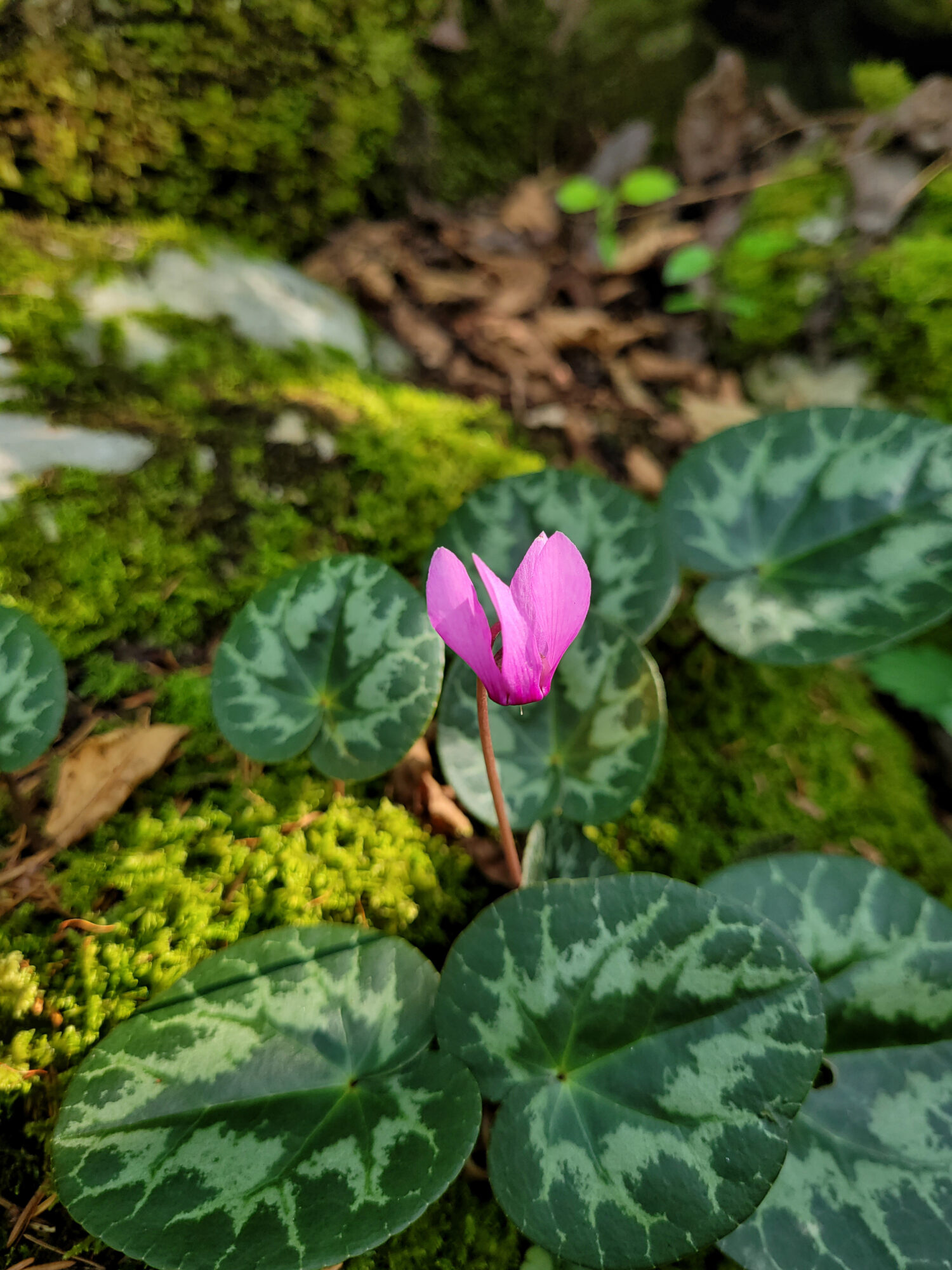 Fleur fuchsia parmi les feuilles d'un vert profond