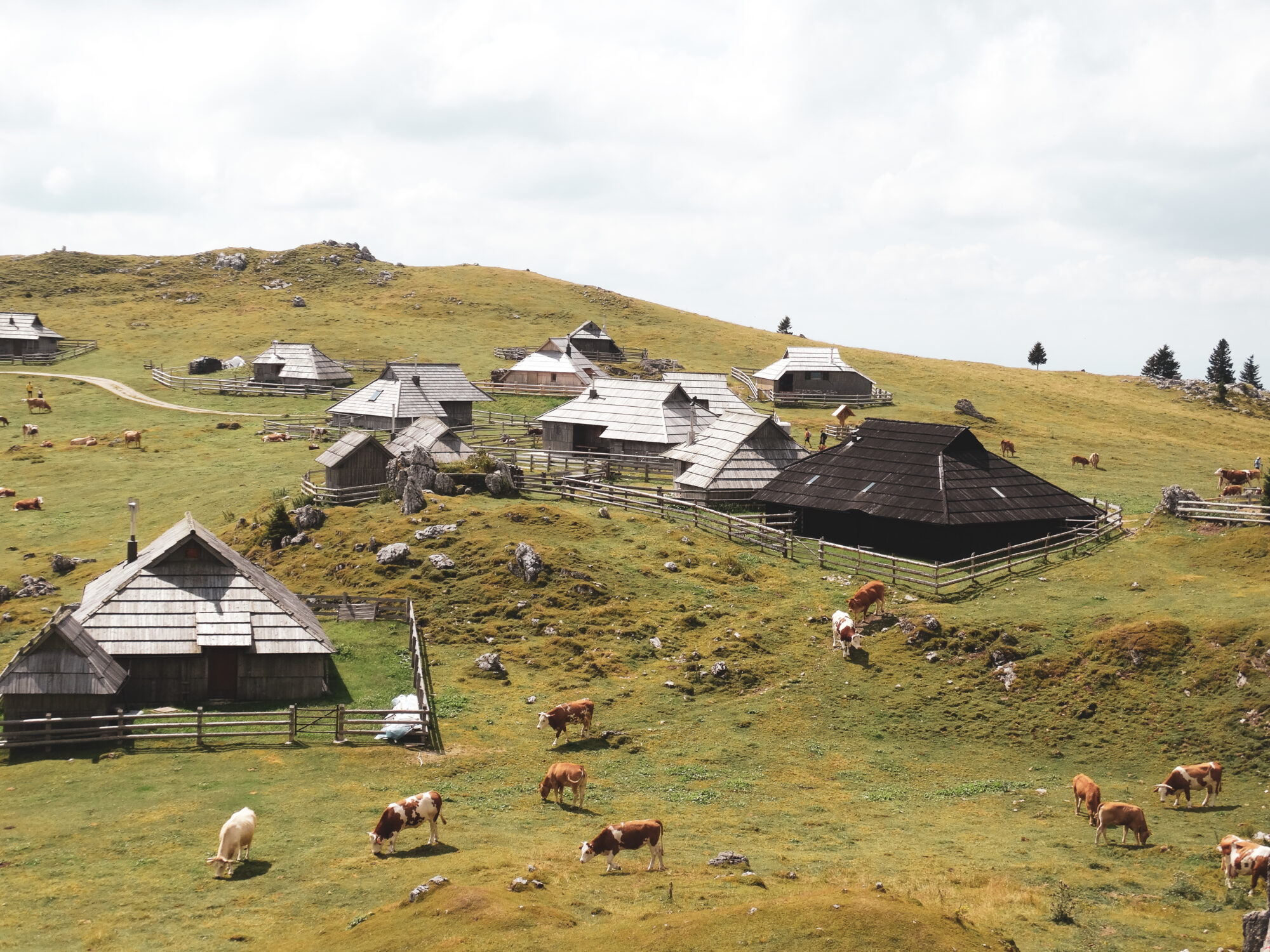 Vue sur Mala Planina et ses vaches, Slovénie
