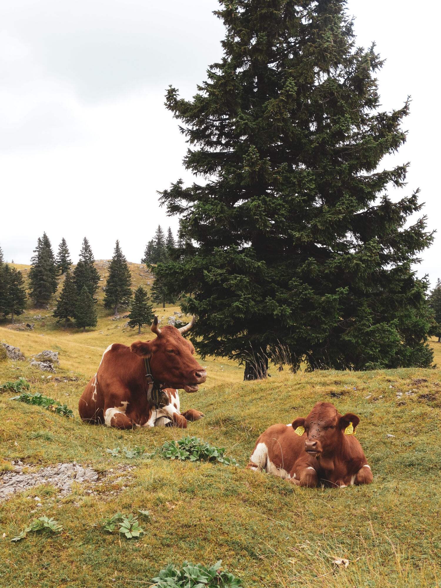 Deux vaches se reposent sur le plateau de Velika Planina, Slovénie