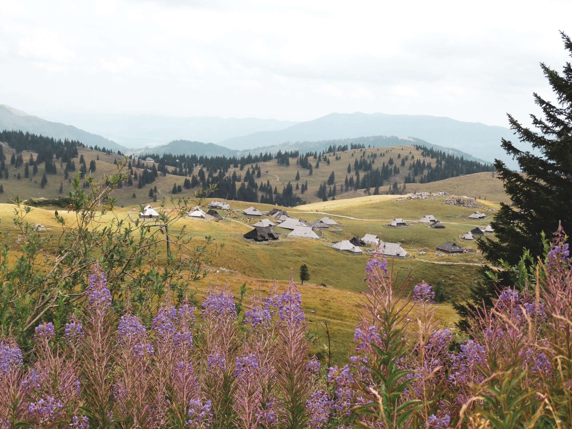 Vue sur Velika planina avec des fleurs mauves en avant plan, Slovénie