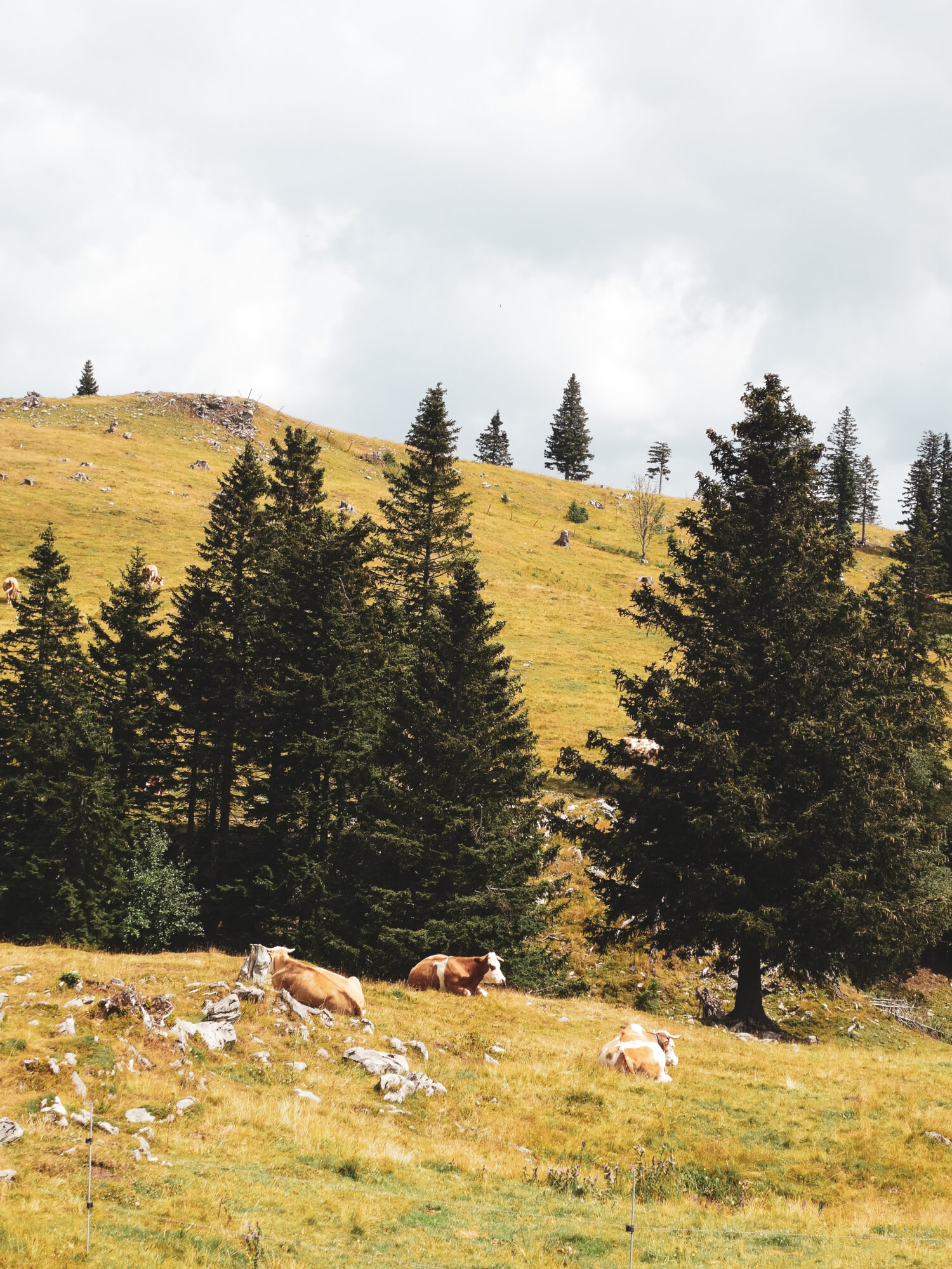 Deux vaches se reposent sur le plateau de Velika Planina, Slovénie
