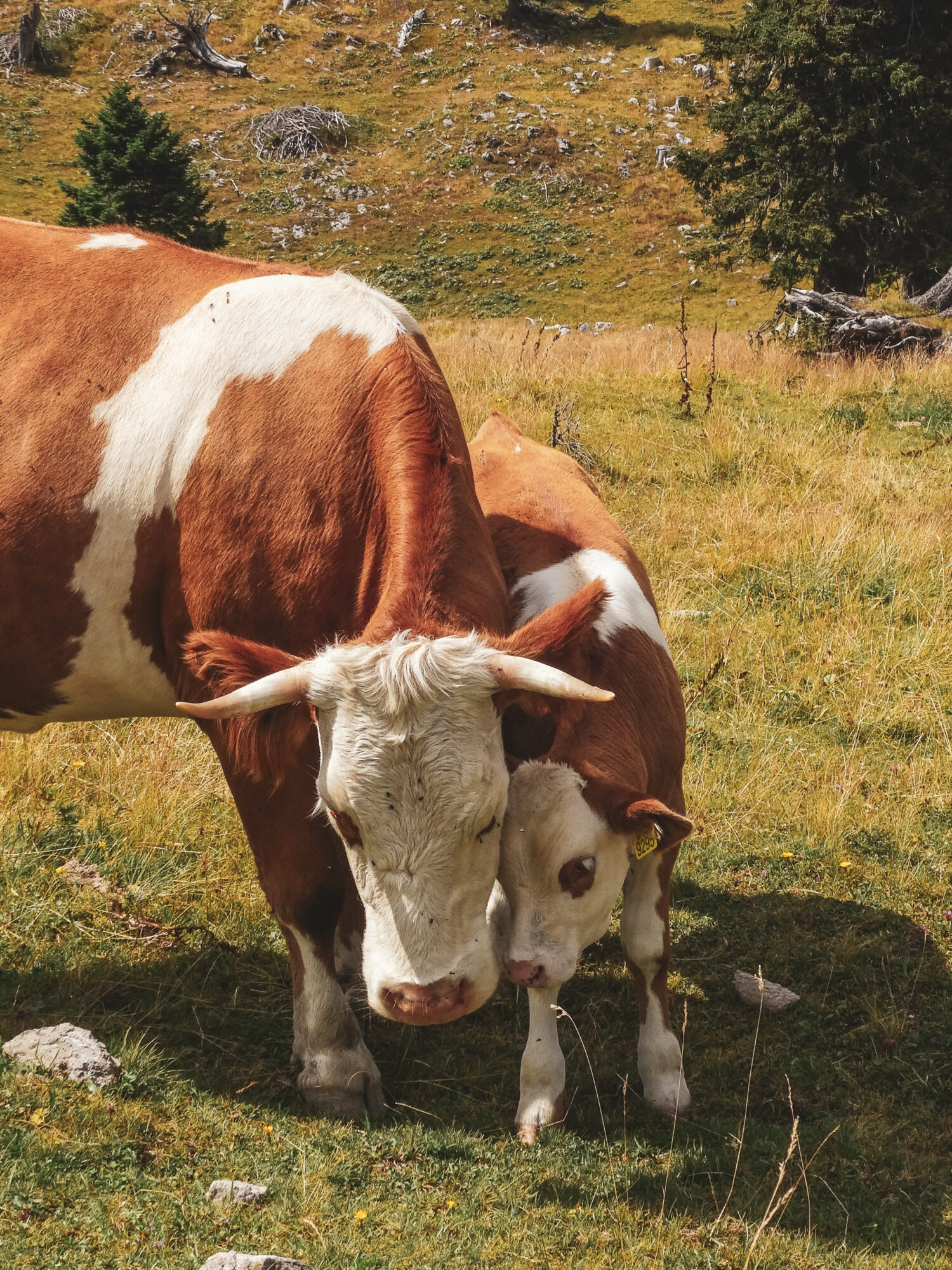 Une vache et son petit se font un câlin