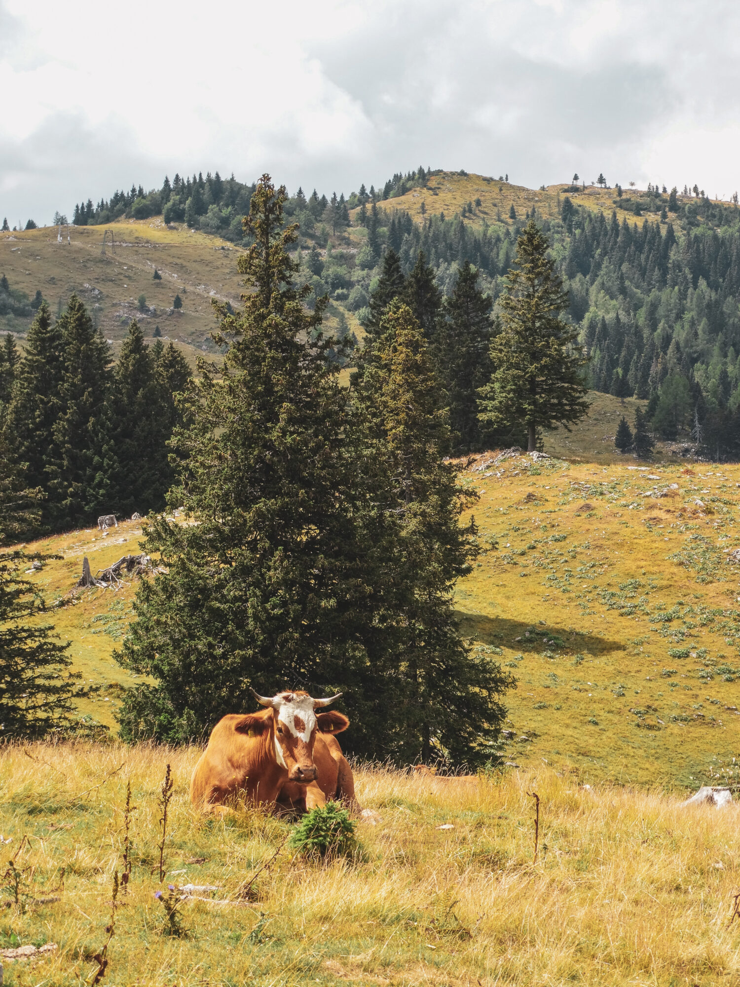 Une vache se repose sur le plateau de Velika Planina, Slovénie