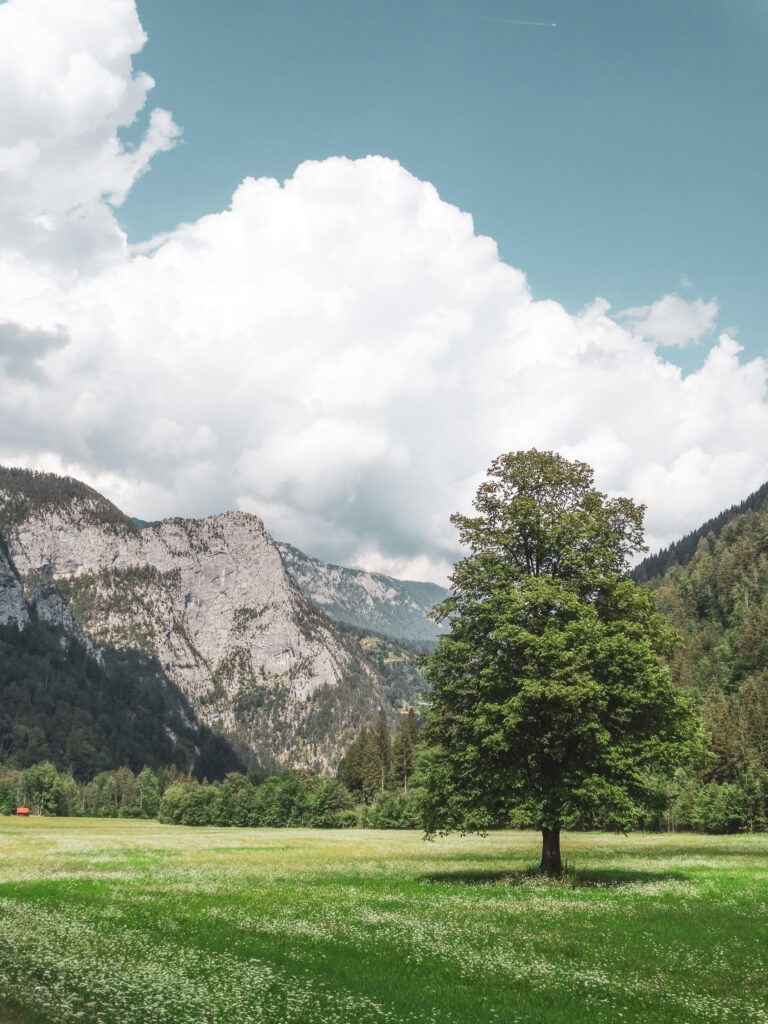 Un arbre perdu dans la plaine à Logarska Dolina, Slovénie