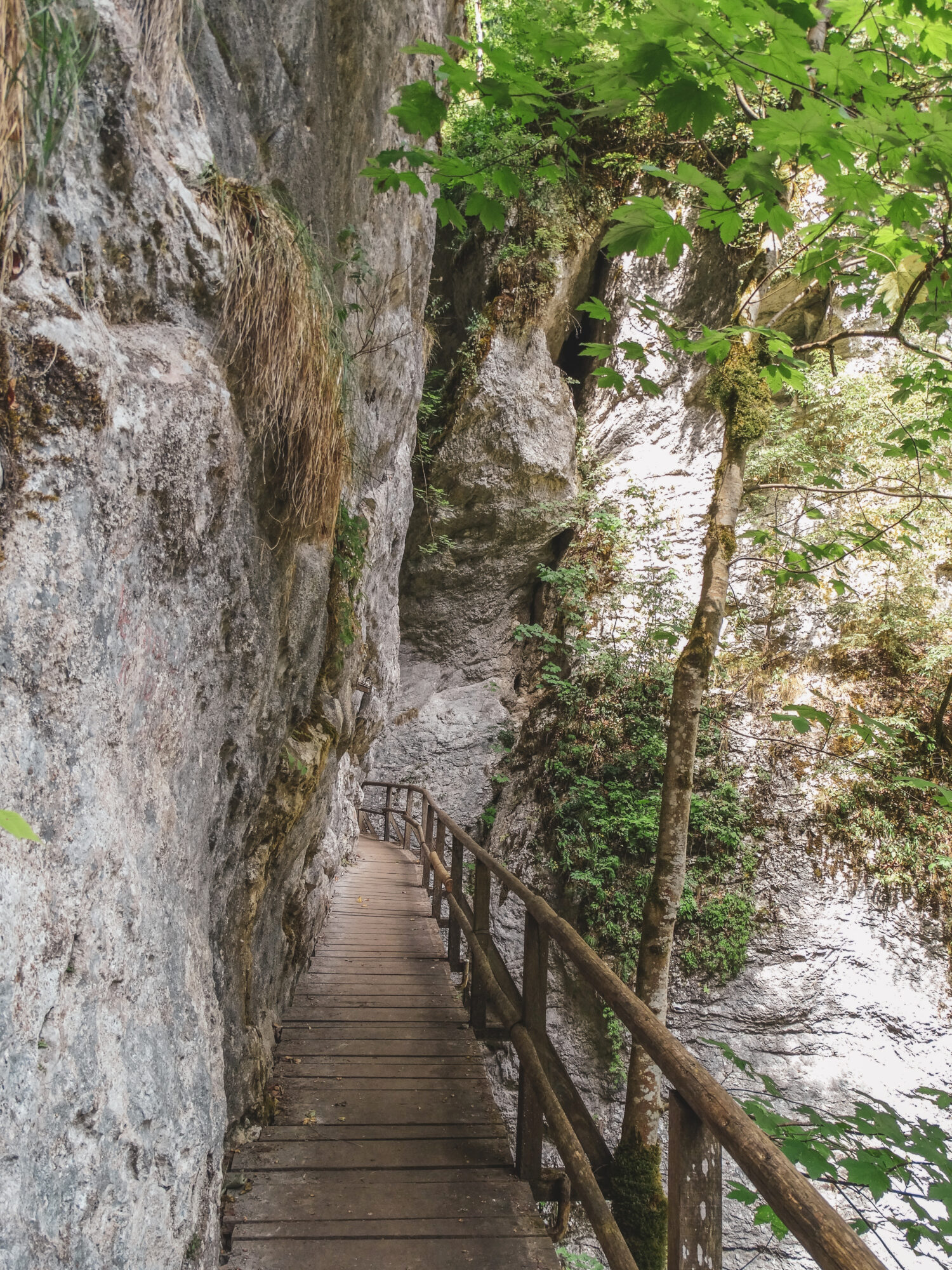 Passerelle en bois en dessus des gorges de Pokljuka, Slovénie
